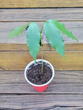 Live Lychee Fruit Tree in 1-Gallon Pot | Litchi Chinensis | Tropical Edible Fruit Plant for Indoor & Outdoor Gardens