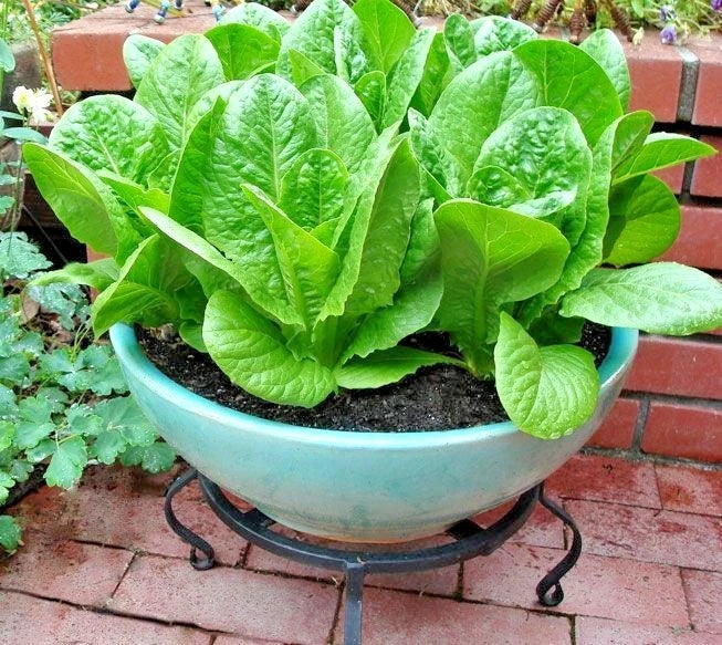 Organic Buttercrunch Lettuce Seeds – 600+ Non-GMO Vegetable Seeds for Containers & Garden Beds – Lactuca sativa