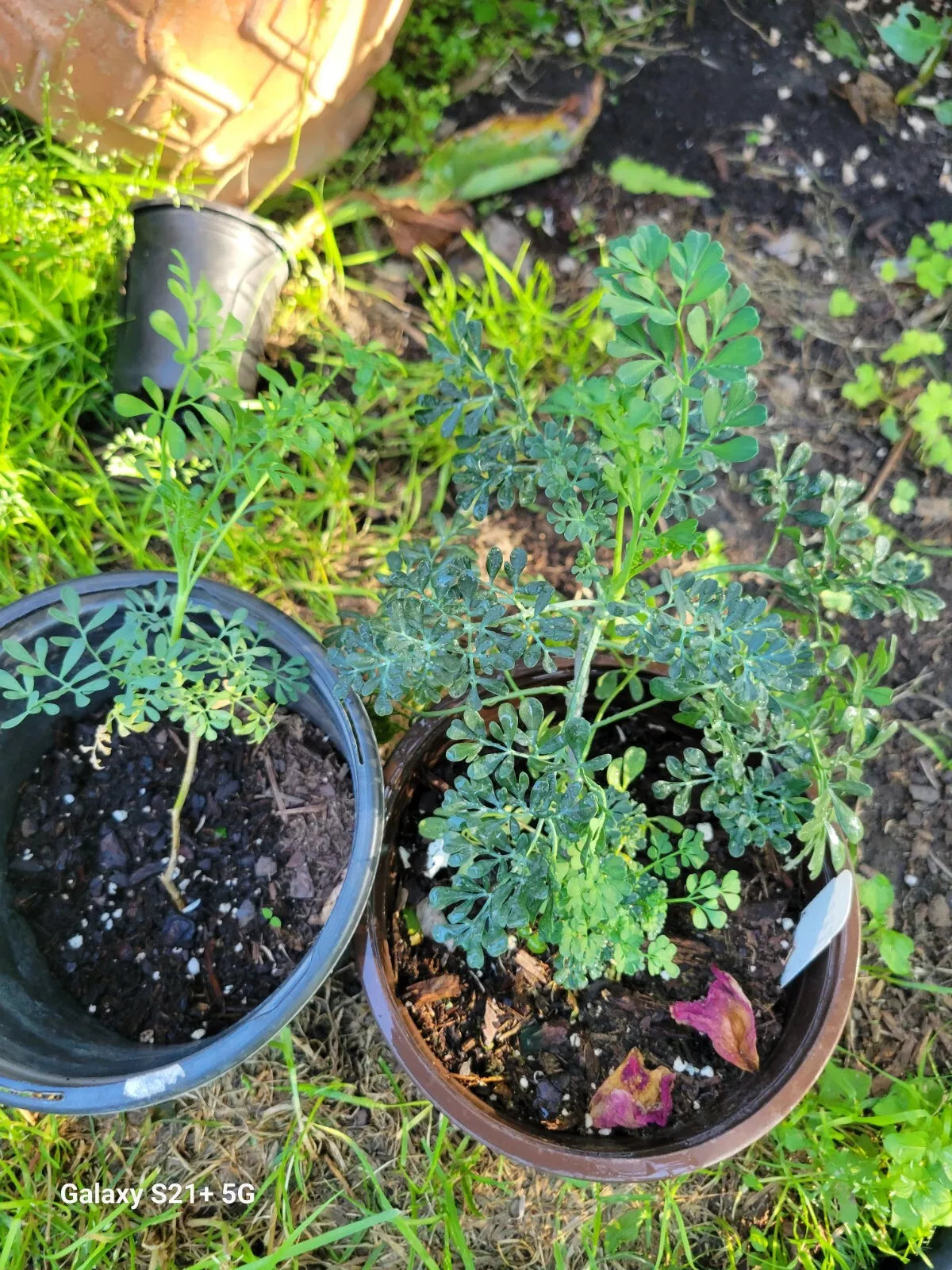 Blue Ruda Rue Live Plants Duo - 1 Gallon Pot - Ruta graveolens Male & Female Varieties for Garden, Pollinator Attracting, Aromatic Foliage