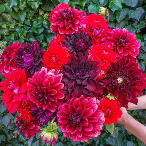 25 Stark Raving Red Dahlia Seeds - Perennial Flower Seeds for Garden Beds & Cut Flowers - Dahlia spp.