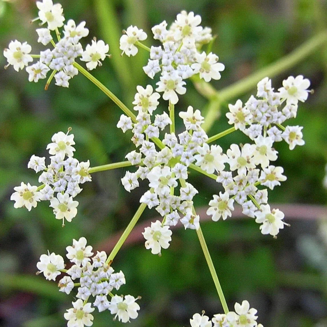 Caraway Seeds - Non-GMO Heirloom Herb for Planting - Culinary Spice - Carum carvi - 2025 USA Grown