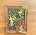 Air Plants Frame 8" with Tillandsia Funckiana, Caput-Medusae & Ionantha Stricta – Low-Maintenance Indoor Air Plants Collection