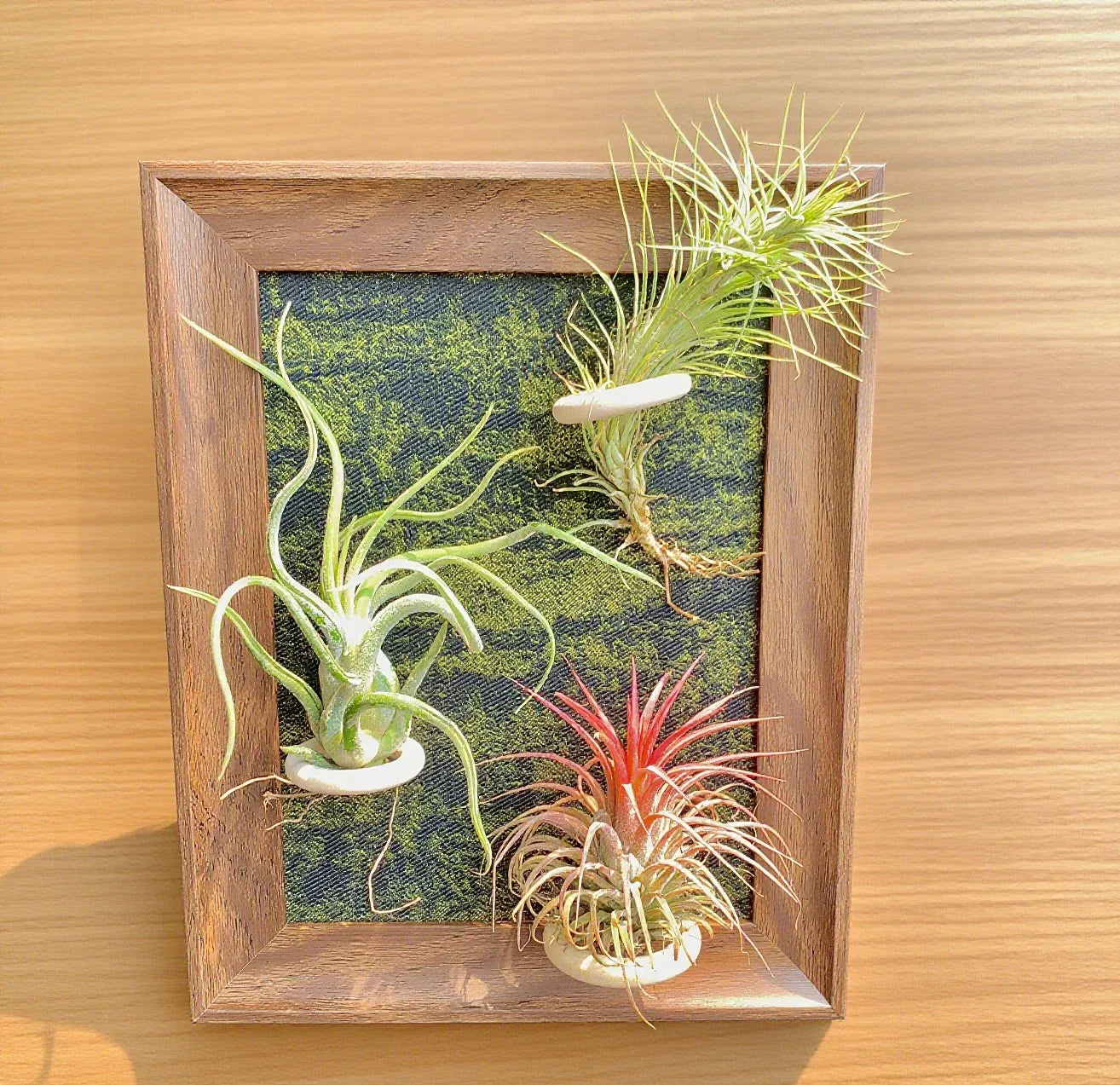 Air Plants Frame 8" with Tillandsia Funckiana, Caput-Medusae & Ionantha Stricta – Low-Maintenance Indoor Air Plants Collection