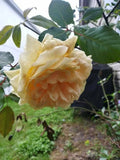 Cream Abundance Rose Cuttings - 6 Pest-Free Thornless Unrooted Rosa spp.