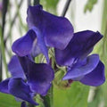 Royal Navy Blue Sweet Pea Seeds, Climbing Vine, Blue Purple Flowers, Lathyrus odoratus, Annual Garden Seeds