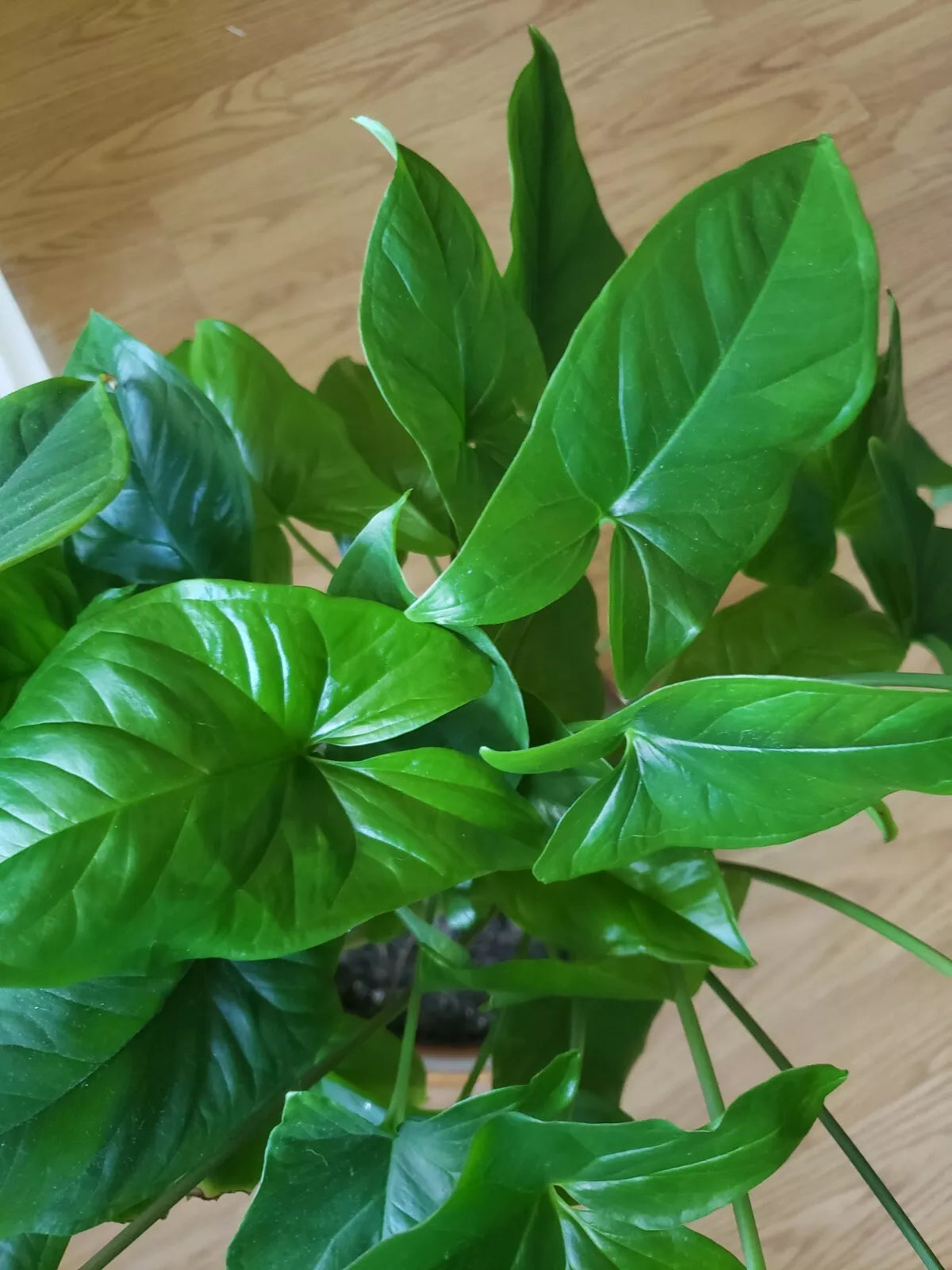 Syngonium Podophyllum Emerald Gem Indoor Houseplant - Arrowhead Vine Tropical Green Foliage