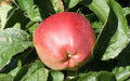 Priscilla Apple Seeds - Organic Non-GMO Garden Planting Pack - Malus domestica, USA Grown, 25+ Seeds