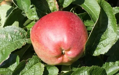 Priscilla Apple Seeds - Organic Non-GMO Garden Planting Pack - Malus domestica, USA Grown, 25+ Seeds
