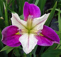 Bi-Color Louisiana Iris Plant - Live Aquatic Marginal Pond Plant - Iris fulva - Buy 2 Get 1 Free