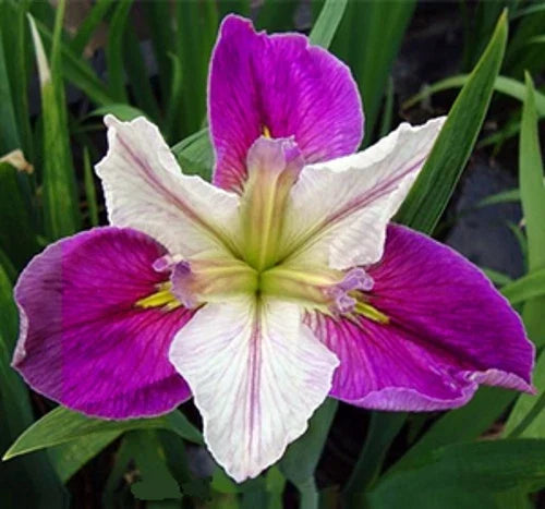 Bi-Color Louisiana Iris Plant - Live Aquatic Marginal Pond Plant - Iris fulva - Buy 2 Get 1 Free