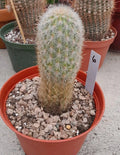 Haageocereus Pseudomelanostele Aurispinus Cactus 5-6" Bareroot - Unique Yellow Spines, Indoor & Outdoor