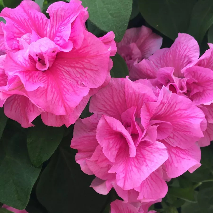 Double Pink Petunia Seeds - 50 Pack, Annual Flower Seeds for Borders & Containers, Petunia x hybrida