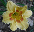 Daylily Bareroot Plant - 'Leprechaun Eyes' Yellow with Green Throat, Hemerocallis