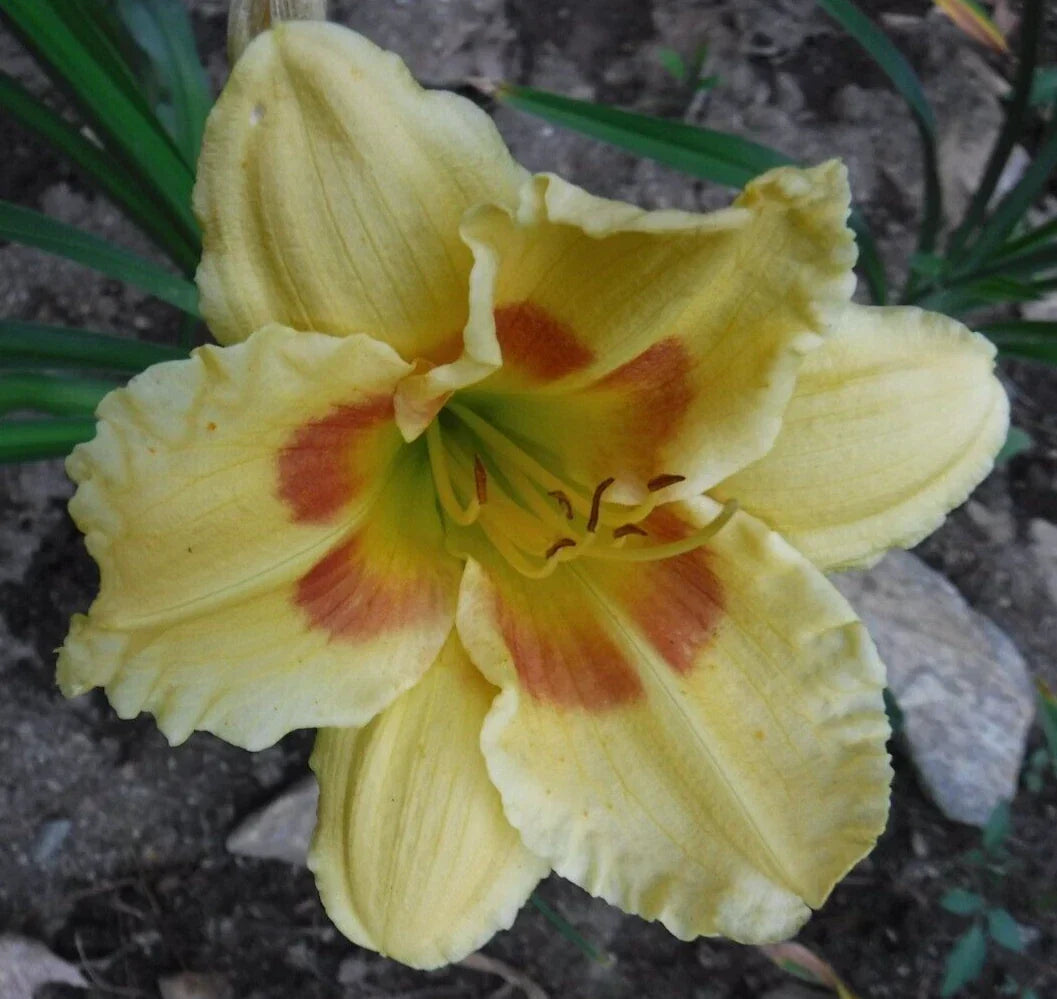 Daylily Bareroot Plant - 'Leprechaun Eyes' Yellow with Green Throat, Hemerocallis