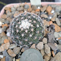 Mammillaria Gaumeri Cactus BARE ROOT | Drought-Tolerant Succulent Plant