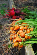 Parisian Carrot Seeds - 100 Count Packet - Tender Round Globes - Sweet & Tasty Daucus carota Heirloom Non-GMO