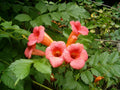 Trumpet Creeper Seeds - Campsis radicans Climbing Vine for Garden, Attracts Hummingbirds & Pollinators, 60 Seeds