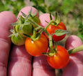 Matt's Wild Tomato Seeds – Cherry Tomato, Solanum Lycopersicum, 25 Seeds, Sweet, Flavorful, Indeterminate, Non-GMO