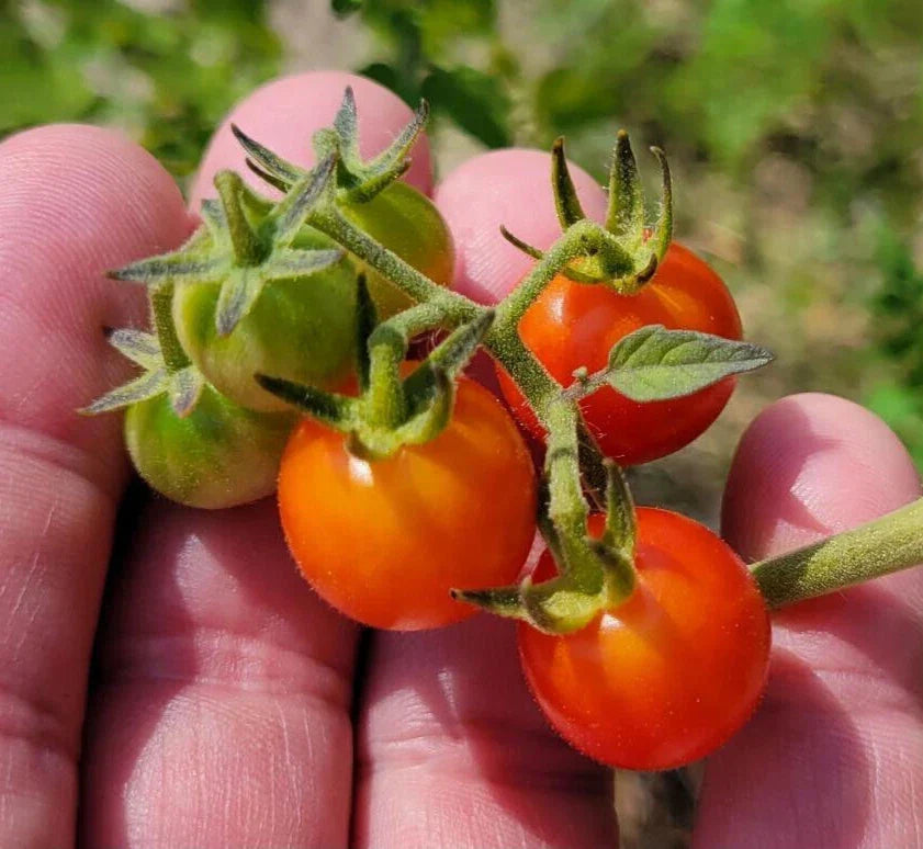 Matt's Wild Tomato Seeds – Cherry Tomato, Solanum Lycopersicum, 25 Seeds, Sweet, Flavorful, Indeterminate, Non-GMO