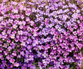 Rock Cress Seeds - 1000 Non-GMO Aubrieta deltoidea Purple Ground Cover for Gardens & Borders