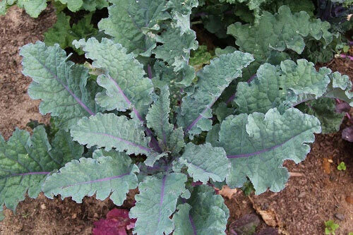 Red Russian Kale Seeds 200-3200 Count, Brassica napus, Tender Greens for Home Gardening & Cooking