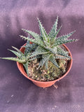 Dwarf Aloe Plant in 3" Pot - Aloe haworthioides Succulent for Indoor Decor