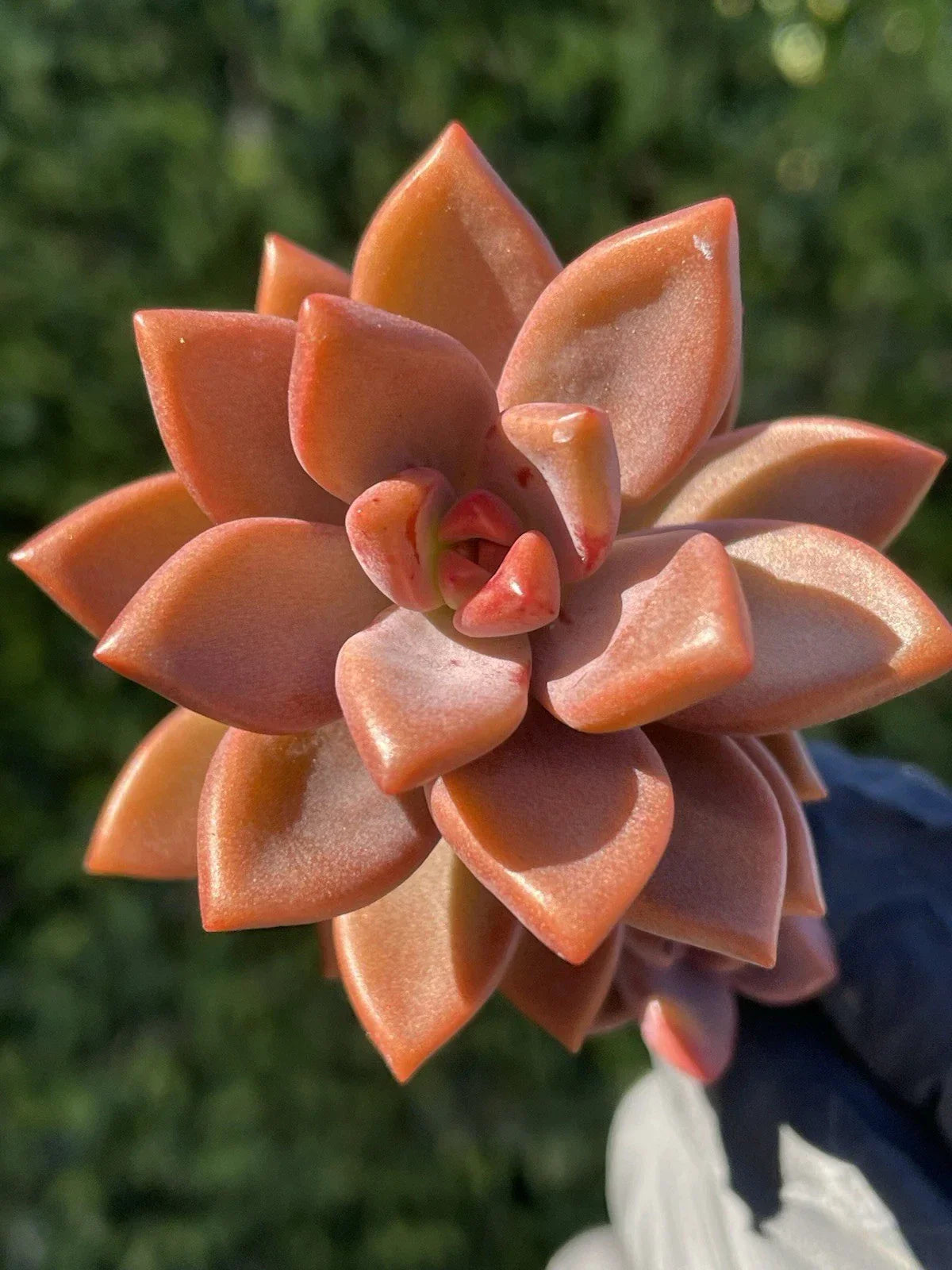 Rare Succulent Graptosedum Alpenglow Bronze Live Plant - 2-Inch Indoor Garden Decor, Drought-Tolerant, Easy Care, Rosette Shape