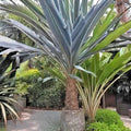 Blue Dracaena Seeds - 15 Pack Cordyline indivisa Evergreen Plant for Indoor & Outdoor Gardens