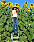 Organic Sunflower Seeds - Skyscrapper Variety - Non-GMO, 10 Seeds for Home Gardening, Attract Pollinators, Tall Helianthus annuus