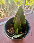 Rooted Dracaena Snake Plant Cuttings - Sansevieria Trifasciata Indoor Houseplant, Easy Care, Air Purifying