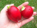 German Giant Radish Seeds - Heirloom Raphanus sativus, Large, Scarlet Red Skin, Fast-Germinating, Salad Radishes, Container Gardening