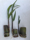 Sugarcane Cuttings - 3 pcs Live Plant, Sweet Variety Saccharum officinarum, Ready to Grow, For Garden or Farm