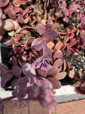 Sedum Cherry Tart Plants - 6 Rooted Succulents with Vibrant Cherry-Red Foliage
