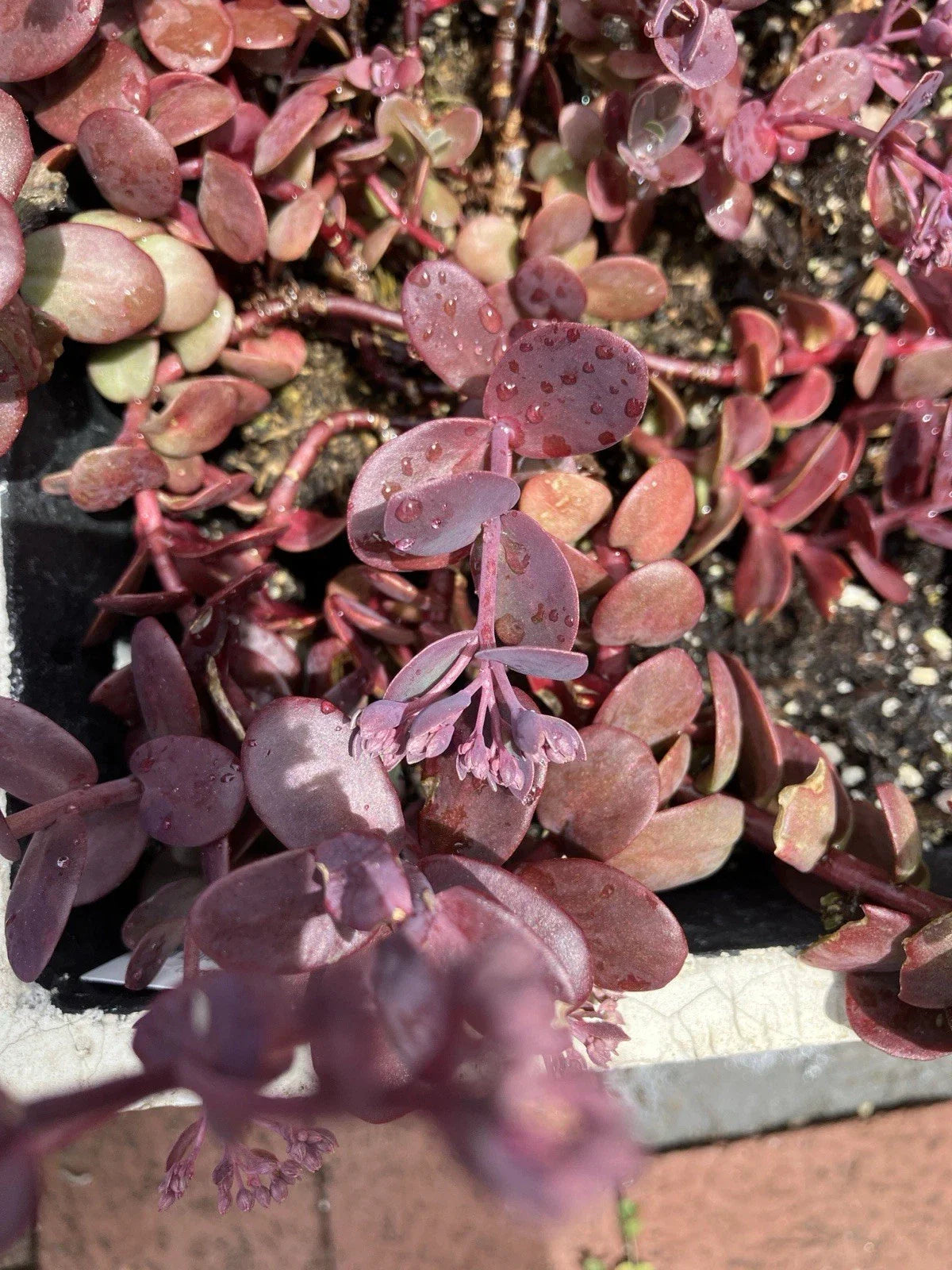 Sedum Cherry Tart Plants - 6 Rooted Succulents with Vibrant Cherry-Red Foliage