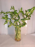 Large Curly Lucky Bamboo Plant 12-14 inches Dracaena sanderiana, Prosperity & Luck Gift, Indoor Decorative Plant