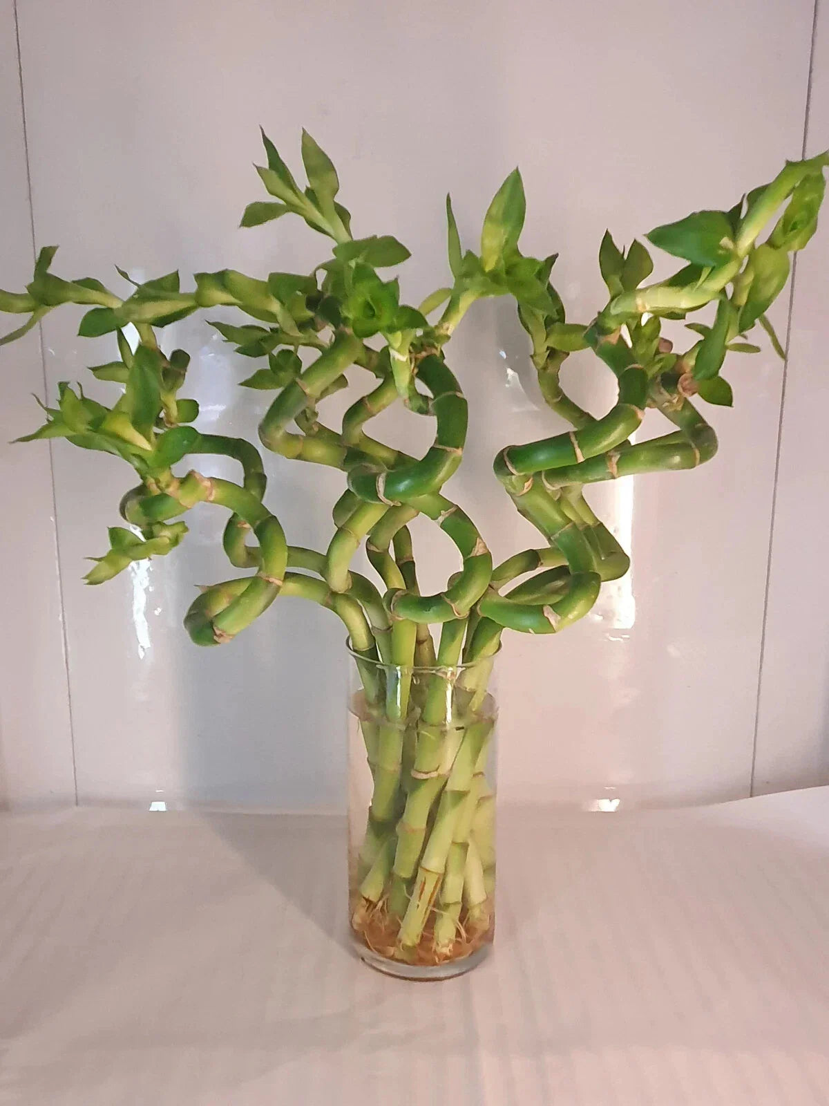 Large Curly Lucky Bamboo Plant 12-14 inches Dracaena sanderiana, Prosperity & Luck Gift, Indoor Decorative Plant