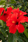 Tropical Hibiscus Starter Plants - President Red, 5-Inch Plug, Live Plant, Hibiscus rosa-sinensis, Butterfly Attracting
