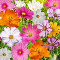 Cosmos Flower Seed Mix - 10 Varieties, Colorful Blooms, Annuals, Cosmos bipinnatus Garden Seeds, Butterfly Attracting, Easy to Grow