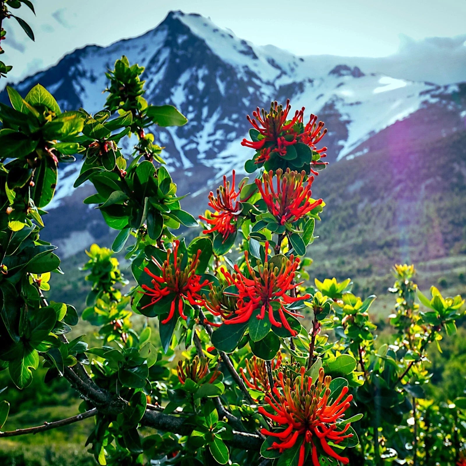 Chilean Firebush Tree Seeds - Embothrium coccineum Flame Flower - Rare Outdoor Plant Seeds - 10 Pack