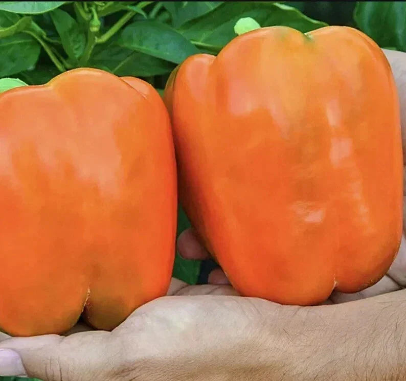 Orange King Bell Pepper Seeds - Organic Non-GMO Heirloom Capsicum annuum for Home Gardens & Containers