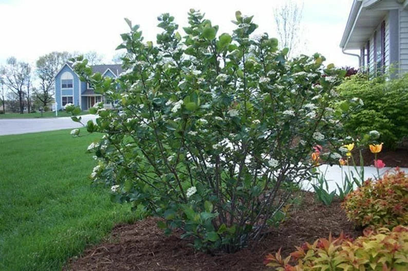 Black Chokeberry Shrub Bare Root 16+ Inches Aronia melanocarpa 1-2 Years Old for Garden, Wildlife, and Edible Berries