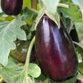 Eggplant Seeds 50 Count Black Beauty Heirloom Non-GMO Solanum melongena Vegetable Seeds
