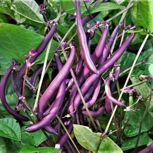 Bulk Royal Burgundy Bean Seeds – Non-GMO Heirloom Purple Green Beans, Phaseolus vulgaris, Compact Bush Variety