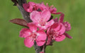 Cardinal Crabapple Seeds - 25+ Pack for Garden Planting - Malus 'Cardinal' - Deciduous Tree, Vibrant Flowers & Fruit