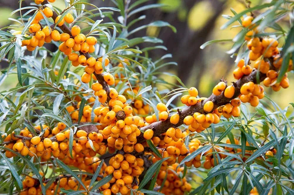 Seaberry Bush Seeds - 100 Pack Edible Hippophae rhamnoides for Garden, Wildlife, and Culinary Use