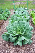 Collard Greens Seeds Vates Variety Non-GMO Heirloom 200+ Seeds Brassica oleracea