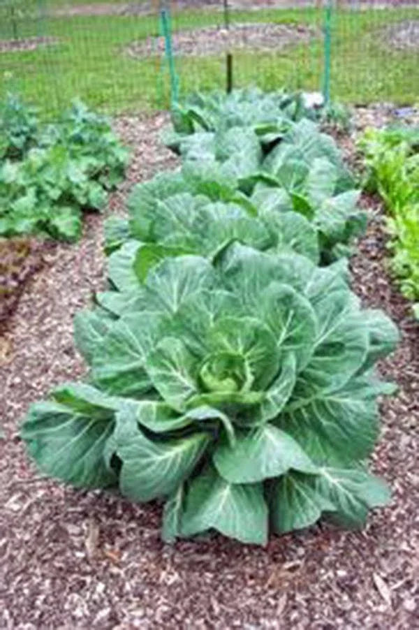 Collard Greens Seeds Vates Variety Non-GMO Heirloom 200+ Seeds Brassica oleracea