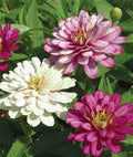 Zinnia Seeds 500+ Count, Bright Colors, Garden & Bouquet, Zinnia elegans, Annual Flower Seed Packet
