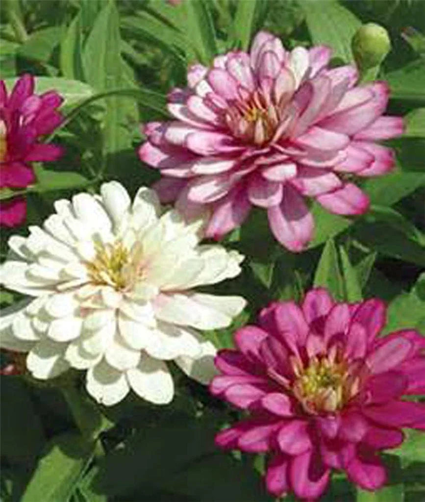 Zinnia Seeds 500+ Count, Bright Colors, Garden & Bouquet, Zinnia elegans, Annual Flower Seed Packet