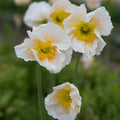 Iceland Champagne Bubbles White Poppy Seeds - Papaver nudicaule Garden Flower Seeds, White Blooms, Easy to Grow, 200+ Seeds